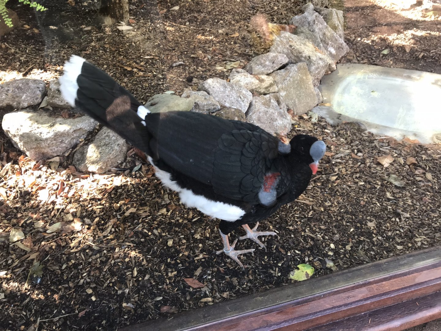 Northern helmeted curassow 100818
