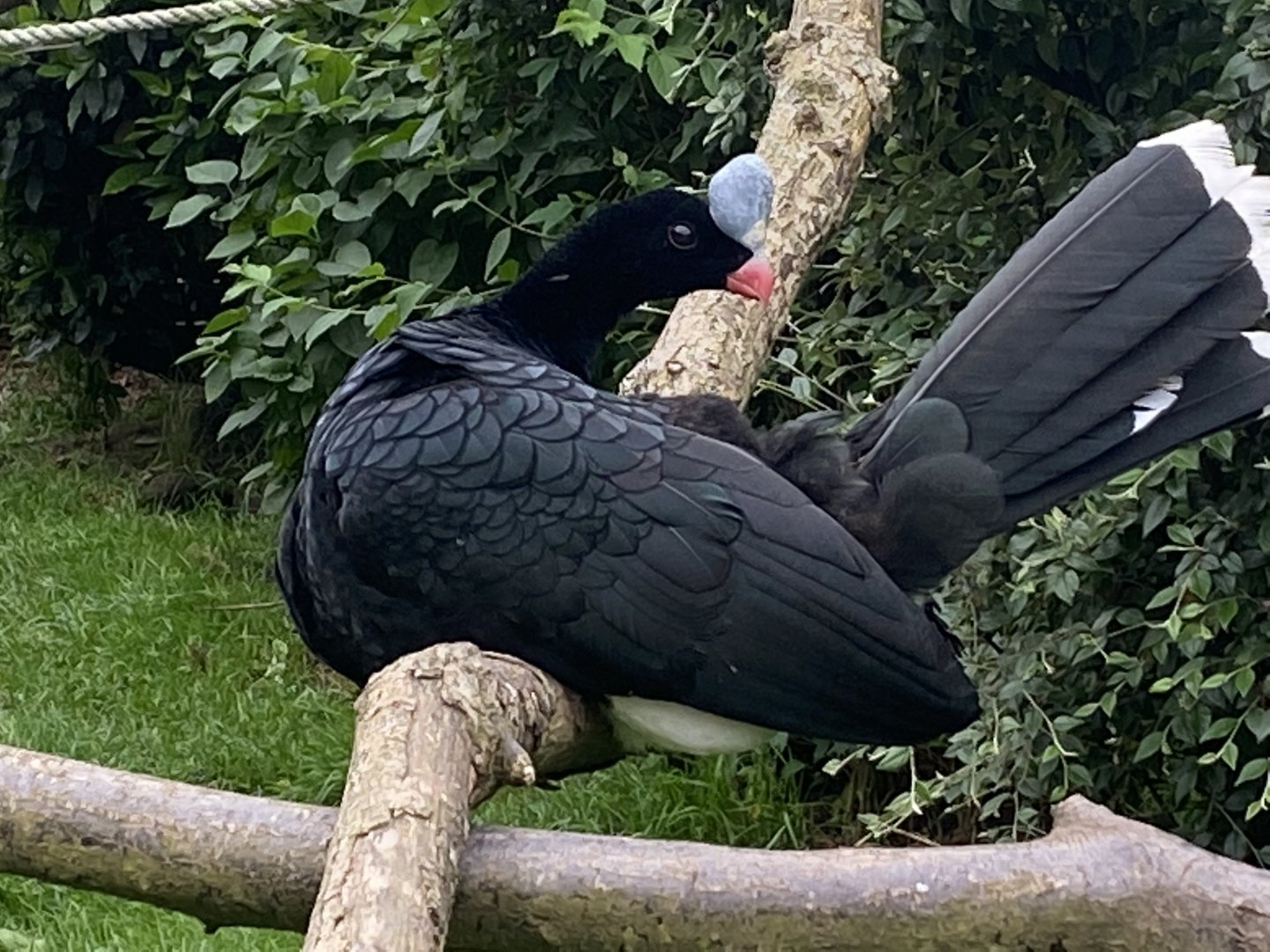 Northern helmeted curassow 210621