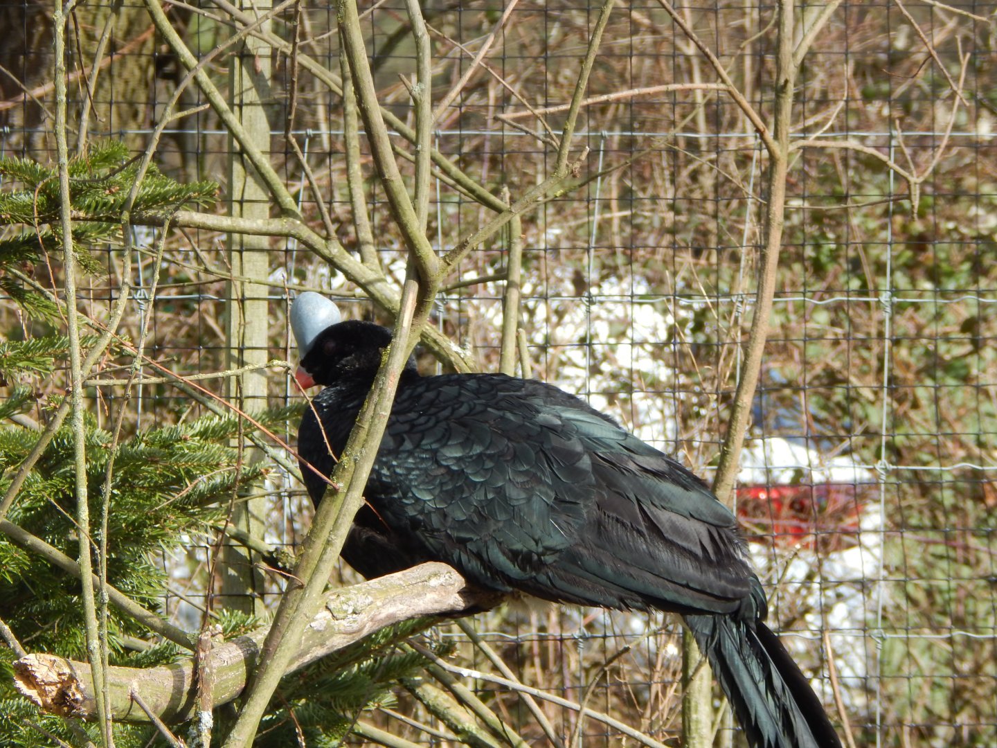 Northern helmeted curassow 250222
