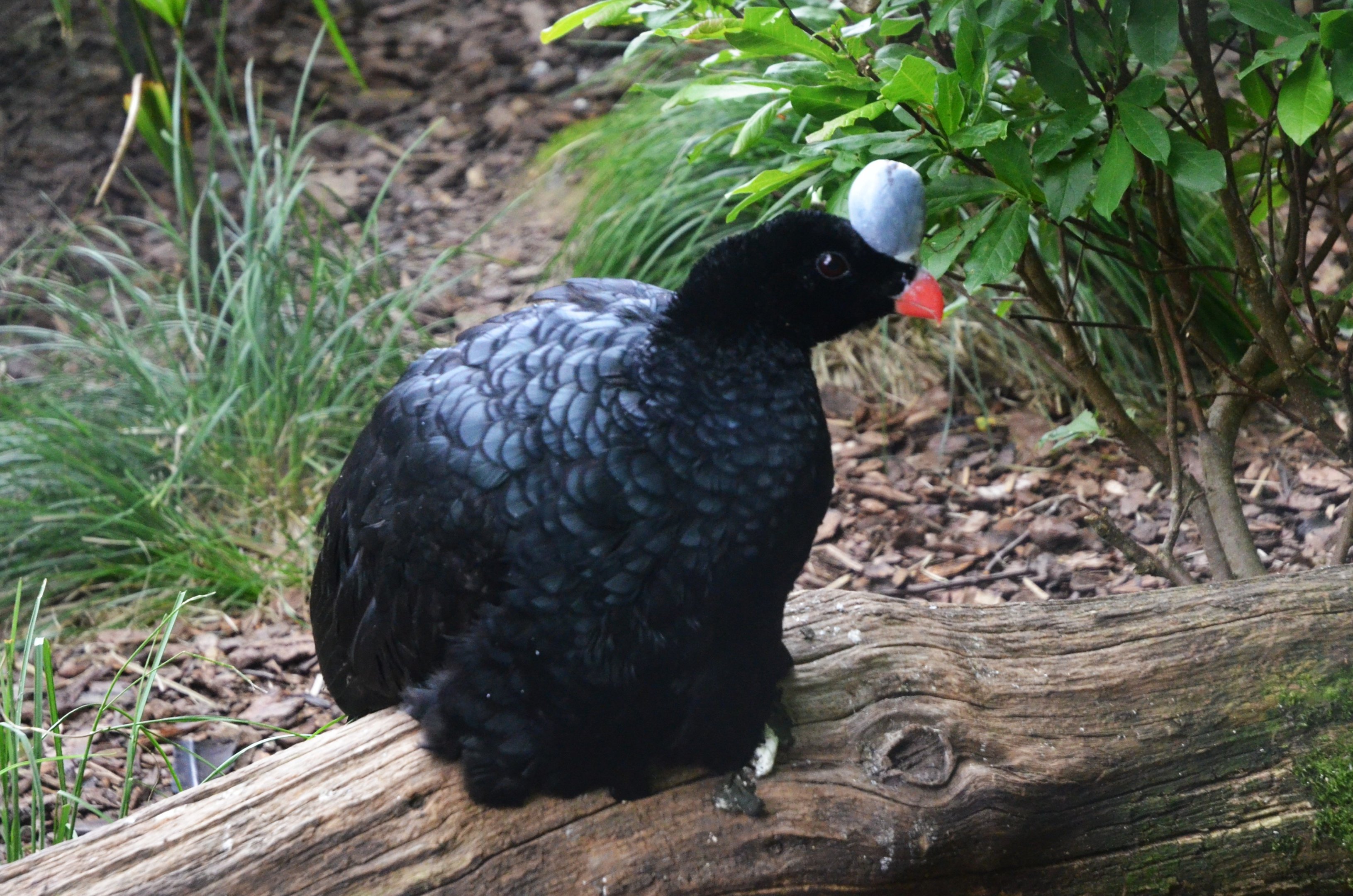 Northern Helmeted Curassow at Clères, 16/06/18