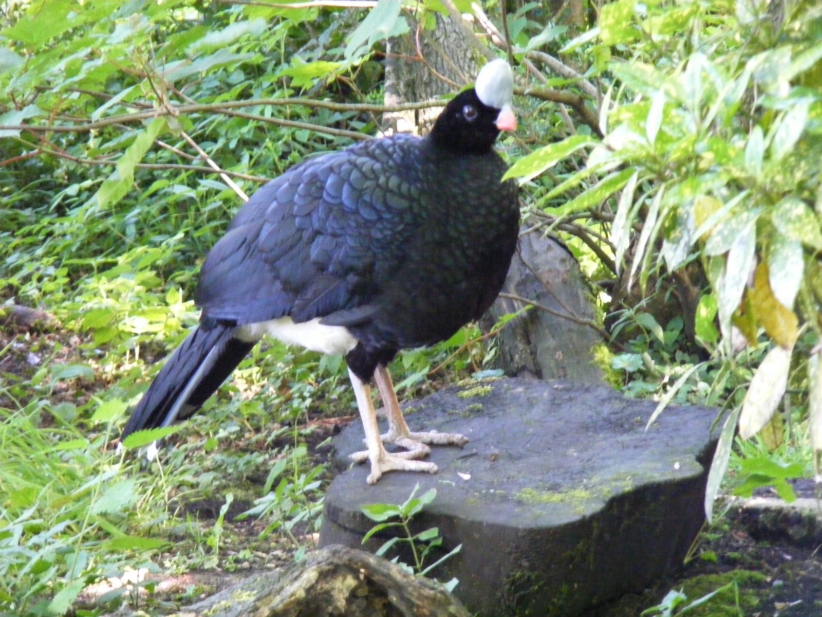 Northern helmeted curassow at Lakeland Wildlife Oasis, 14 June 2011
