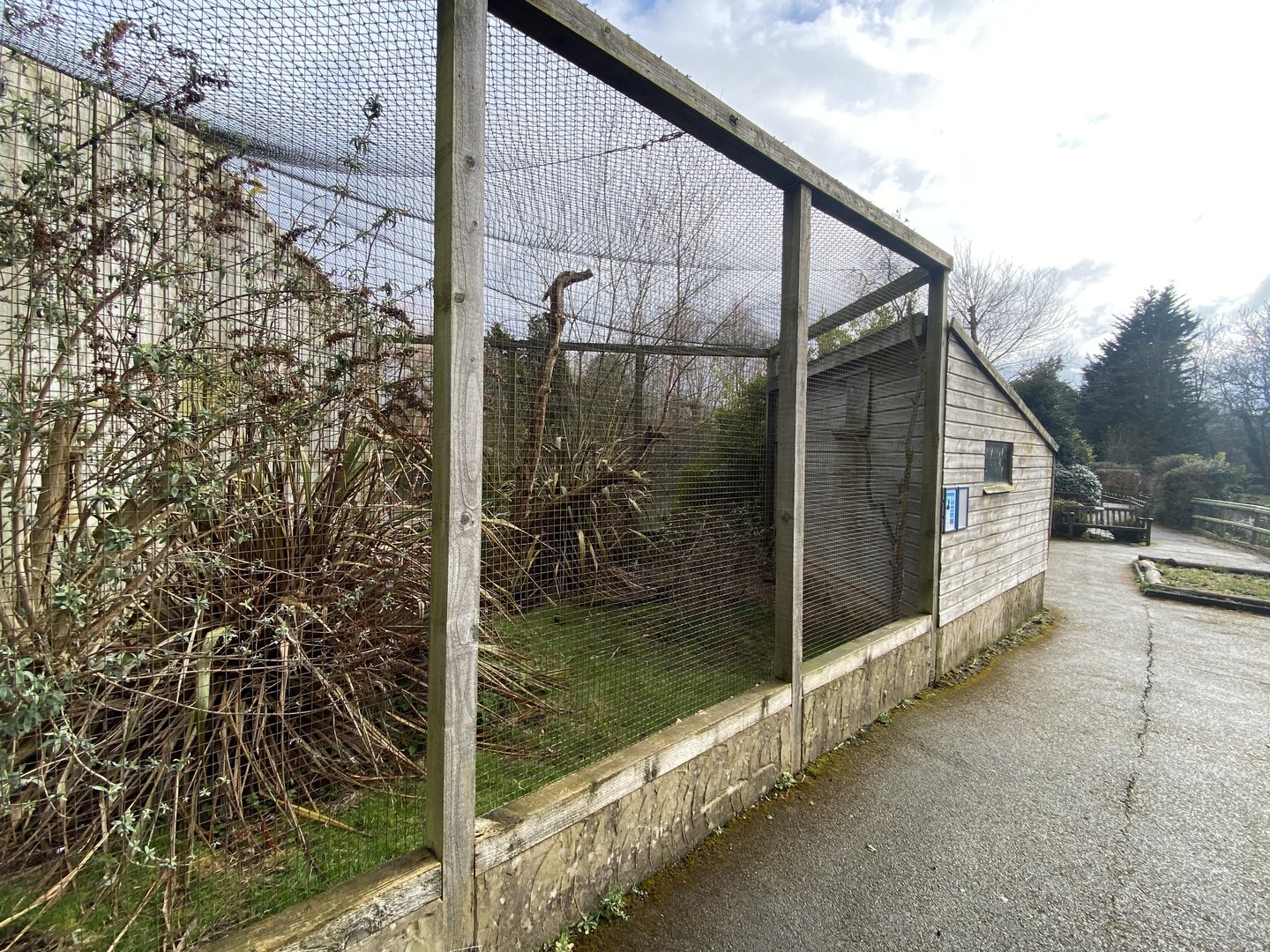 Northern helmeted curassow aviary 010323