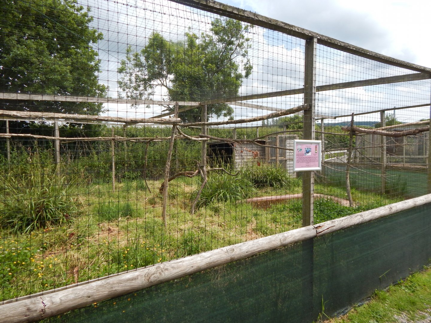 Northern helmeted curassow aviary 060625