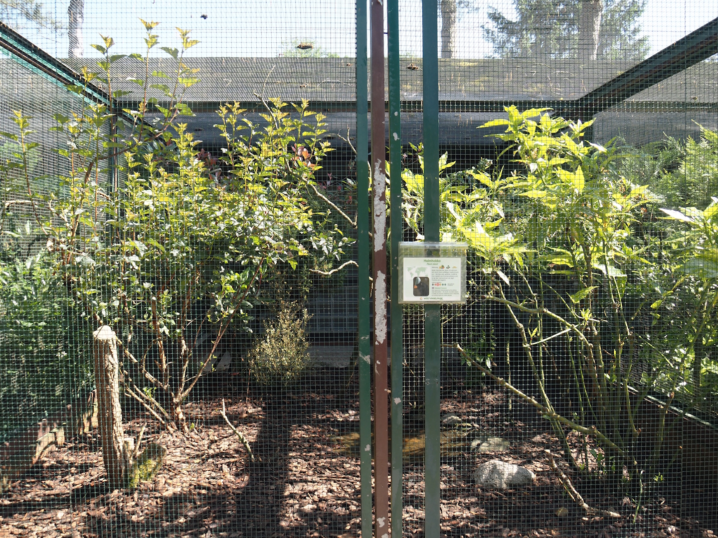 Northern helmeted curassow aviary, 2024-05-23