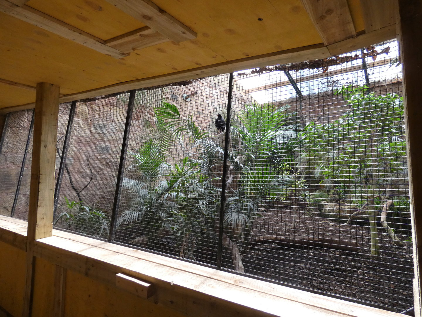Northern helmeted curassow aviary