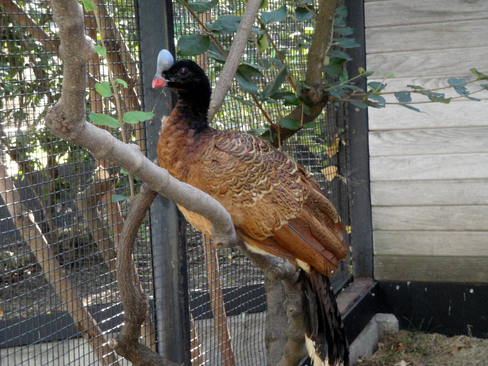 Northern Helmeted Curassow - Brown Morph