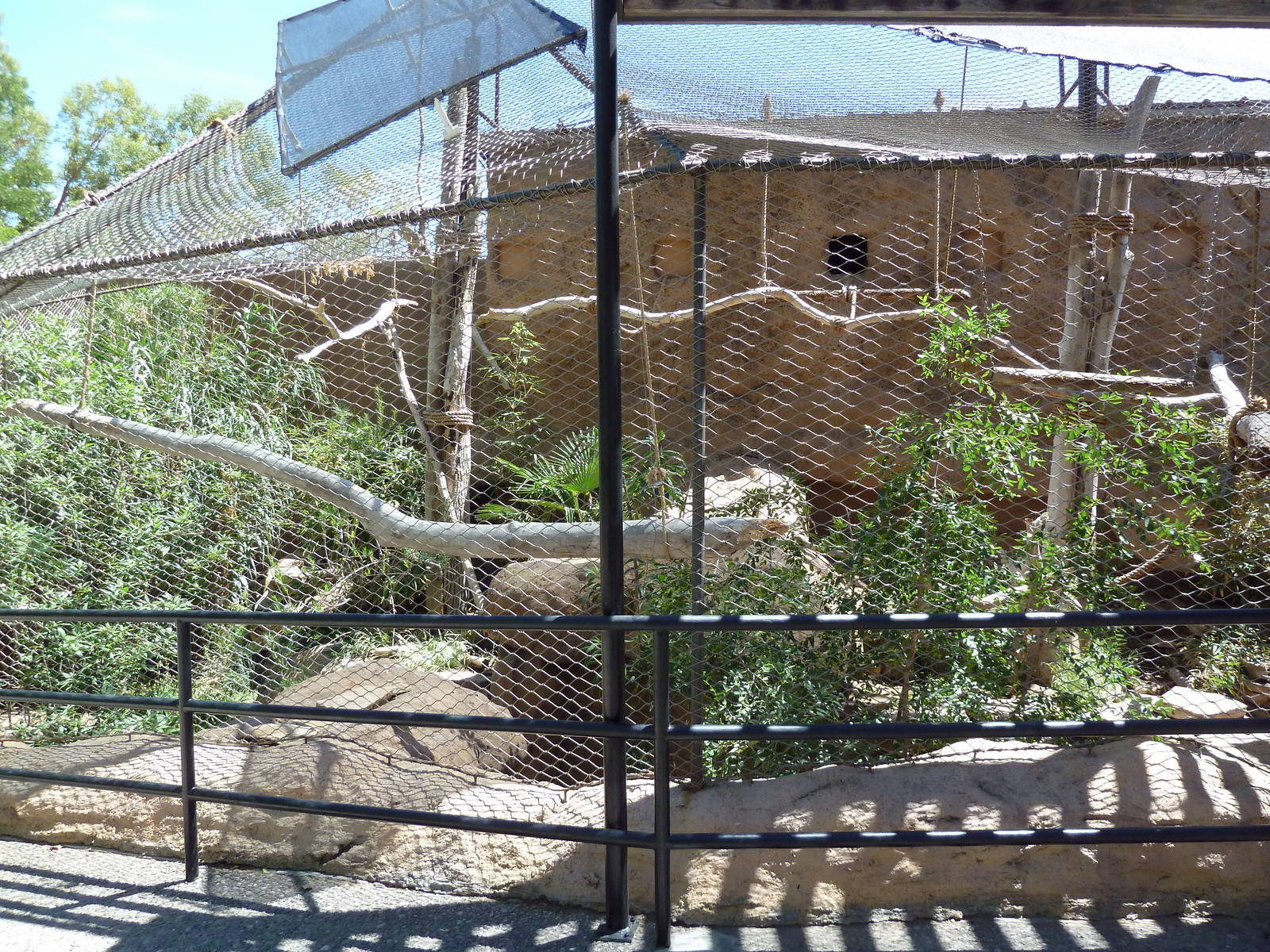 Northern Helmeted Curassow/Burrowing Owl Exhibit