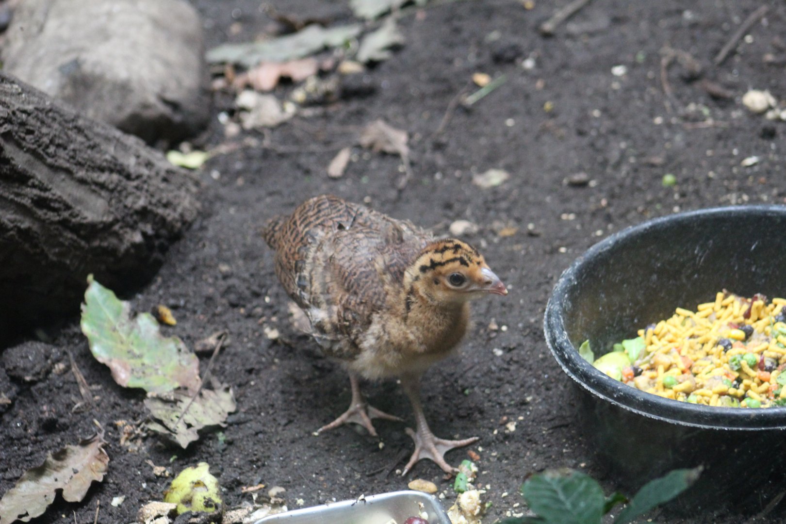 Northern Helmeted Curassow Chick