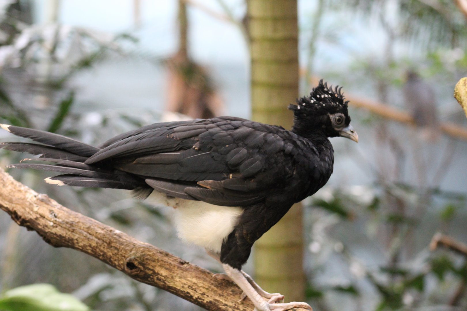 Northern Helmeted Curassow Chick