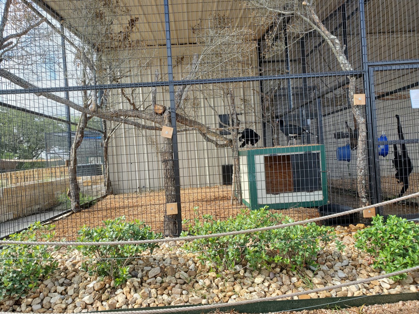 Northern Helmeted Curassow Enclosure