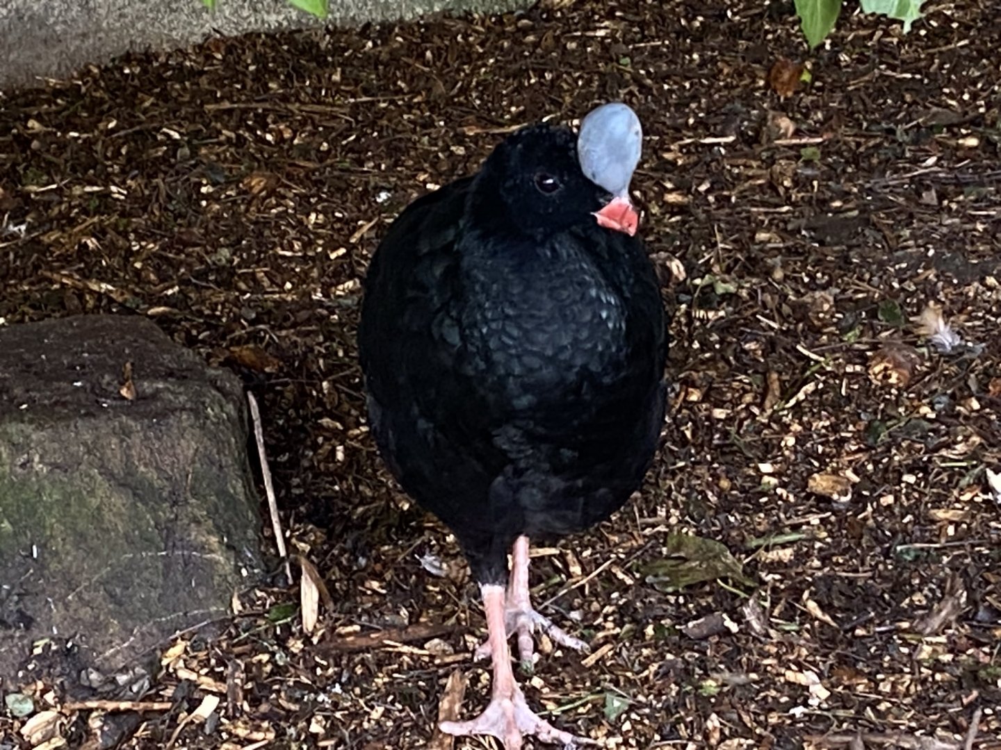 Northern helmeted curassow male 241023