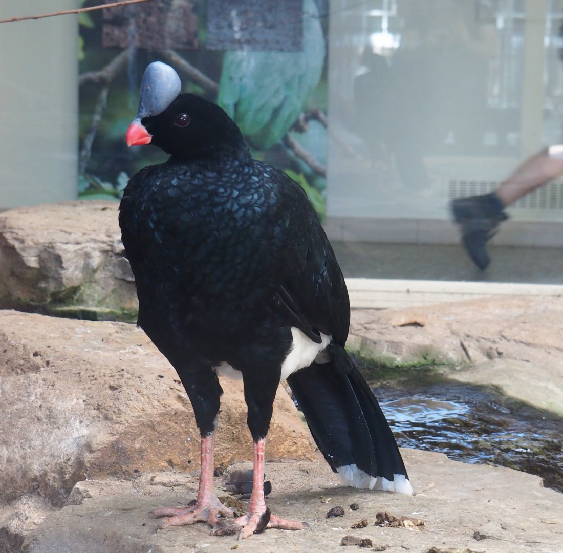 Northern Helmeted curassow (Pauxi pauxi pauxi), 2020-06-28
