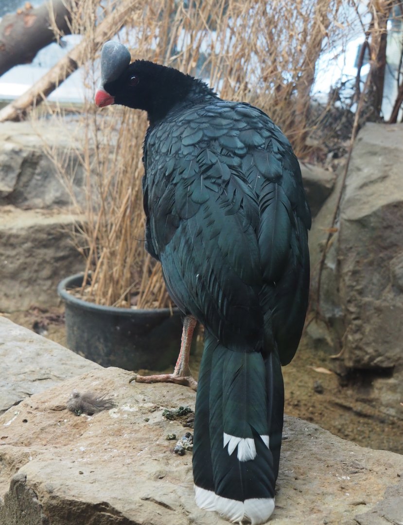 Northern Helmeted curassow (Pauxi pauxi pauxi), 2020-09-20