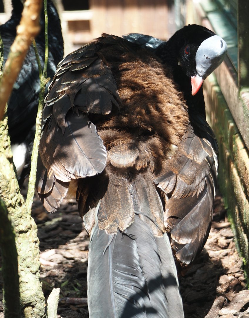 Northern helmeted curassow (Pauxi pauxi pauxi), 2024-05-23