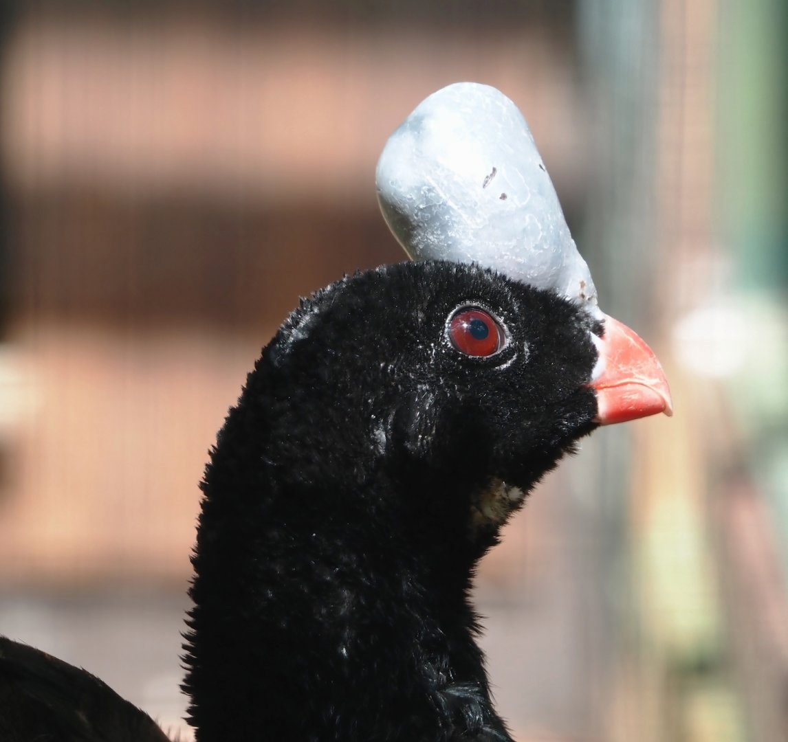 Northern helmeted curassow (Pauxi pauxi pauxi), 2024-05-23