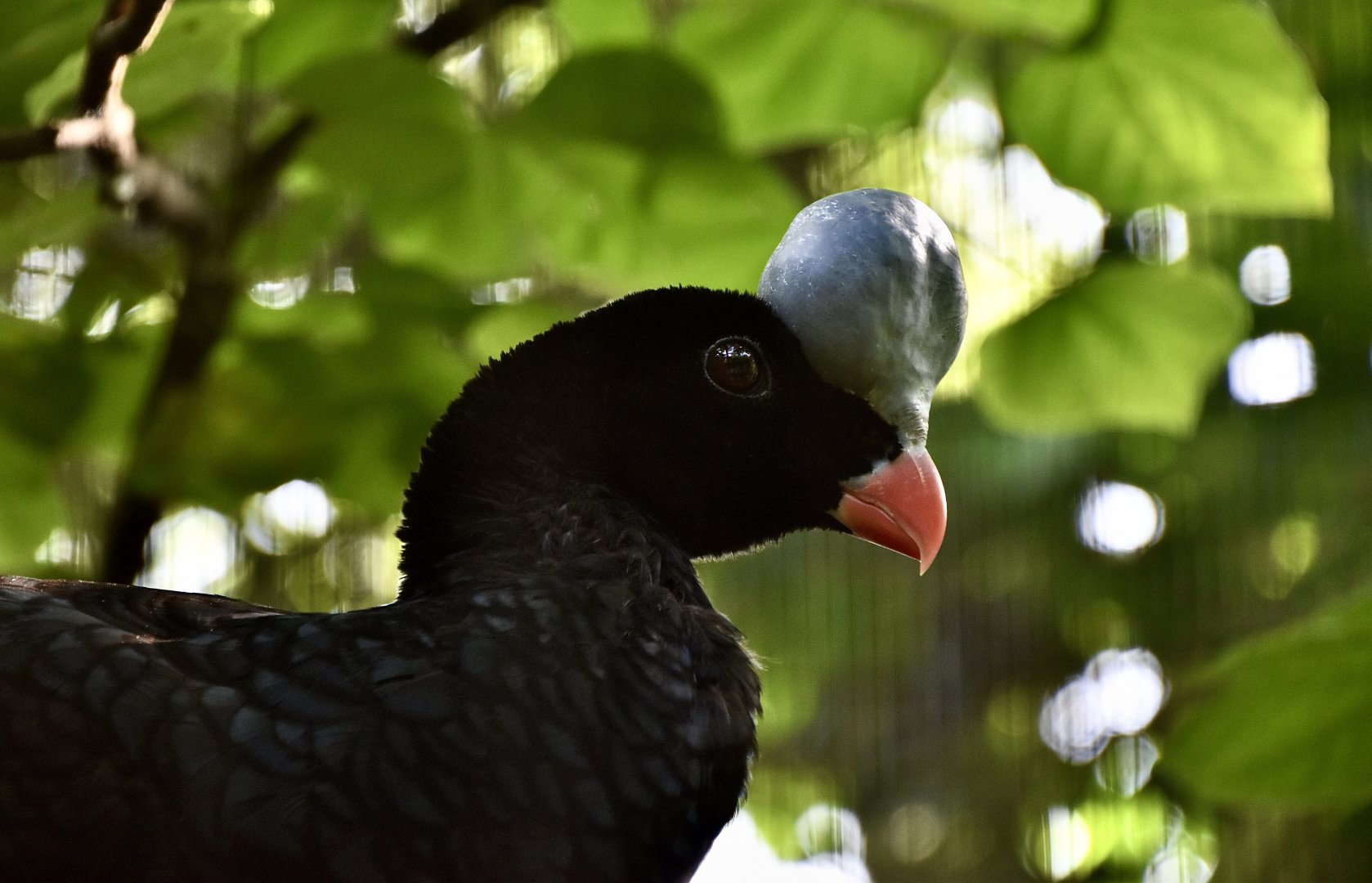 Northern Helmeted Curassow (Pauxi pauxi pauxi)