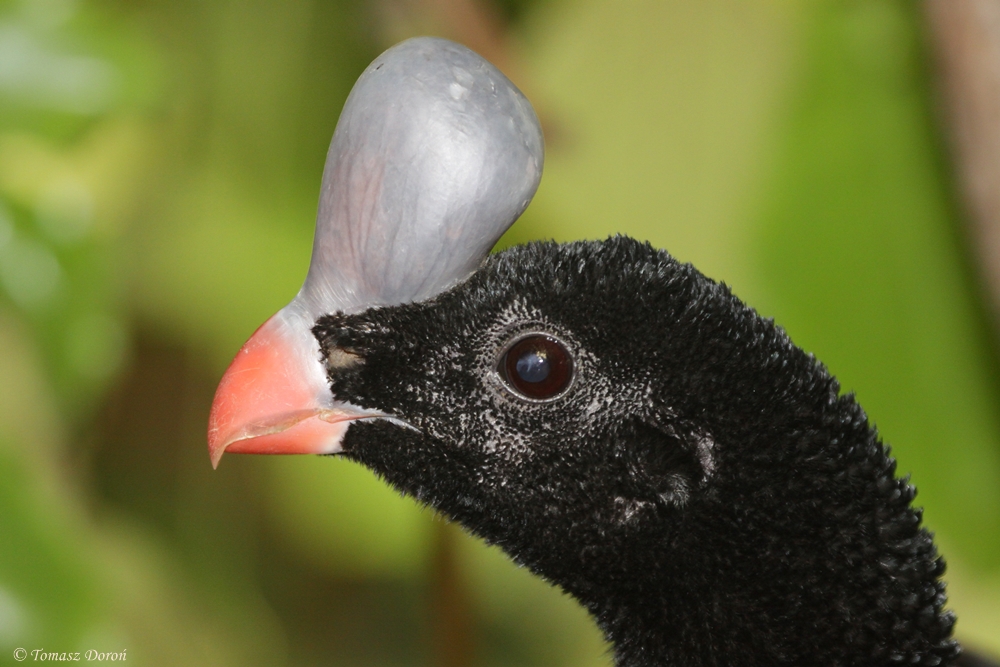 Northern Helmeted Curassow (Pauxi pauxi)