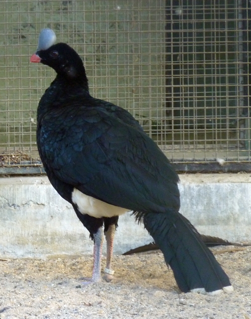 Northern helmeted curassow (Pauxi pauxi)