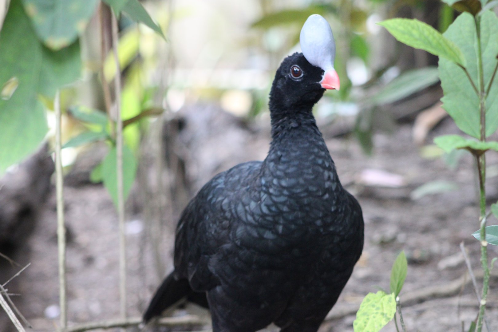 Northern Helmeted Curassow (Pauxi pauxi)