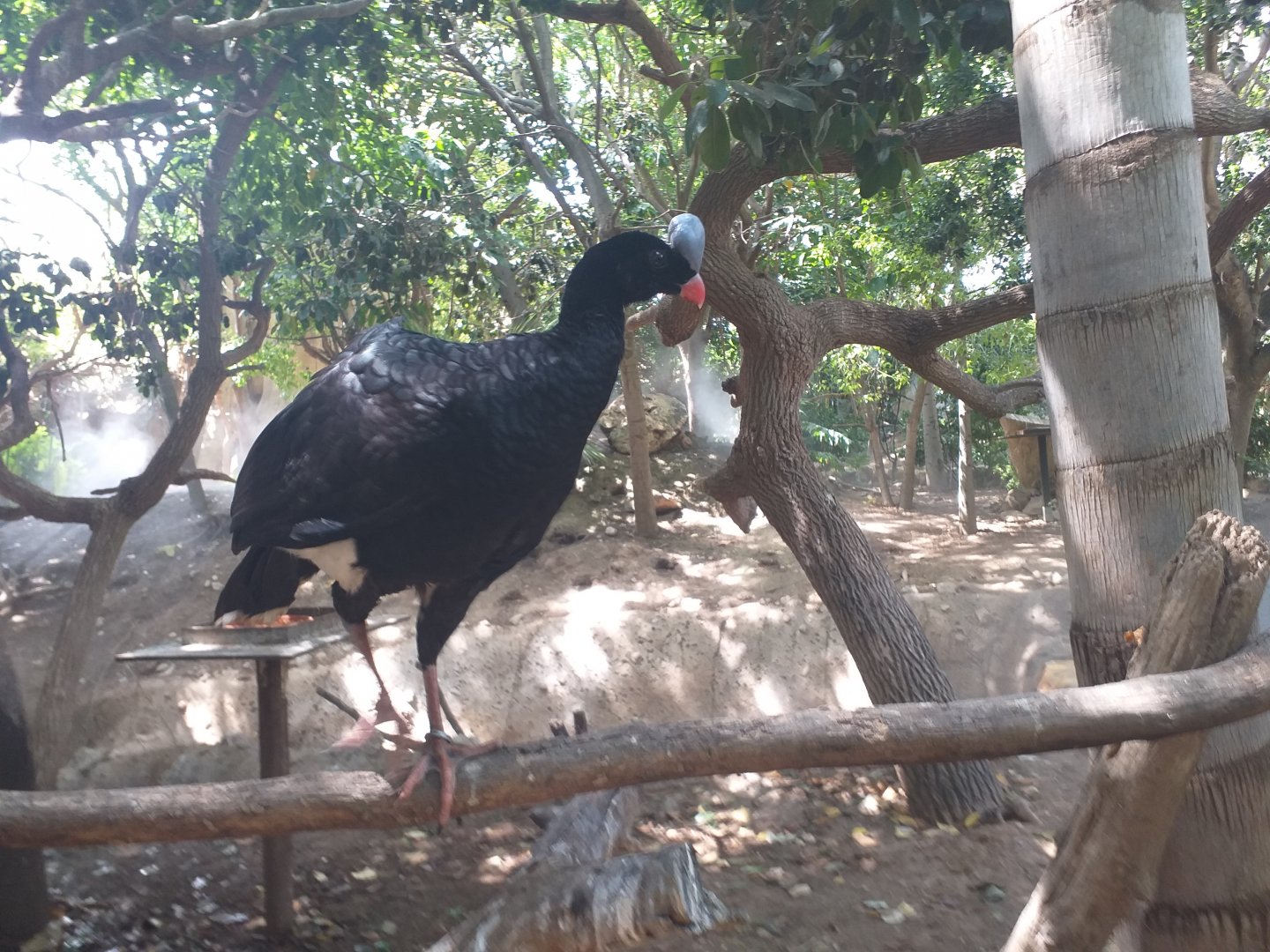 Northern helmeted curassow -TerraNatura Benidorm (2021)
