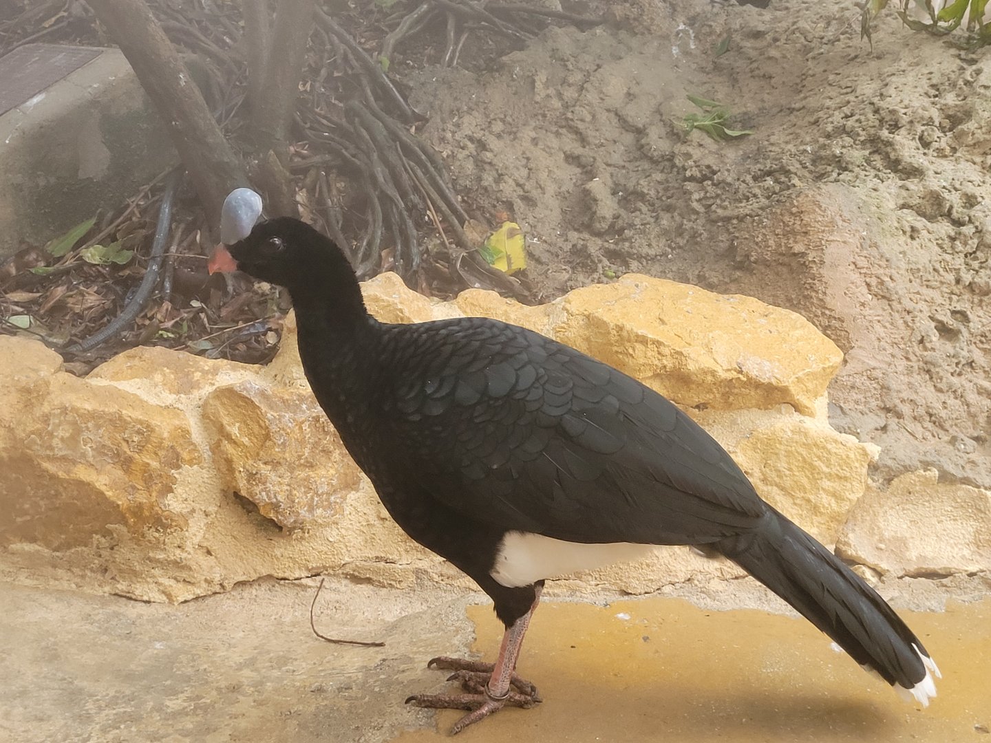 Northern Helmeted curassow -TerraNatura Benidorm (2022)