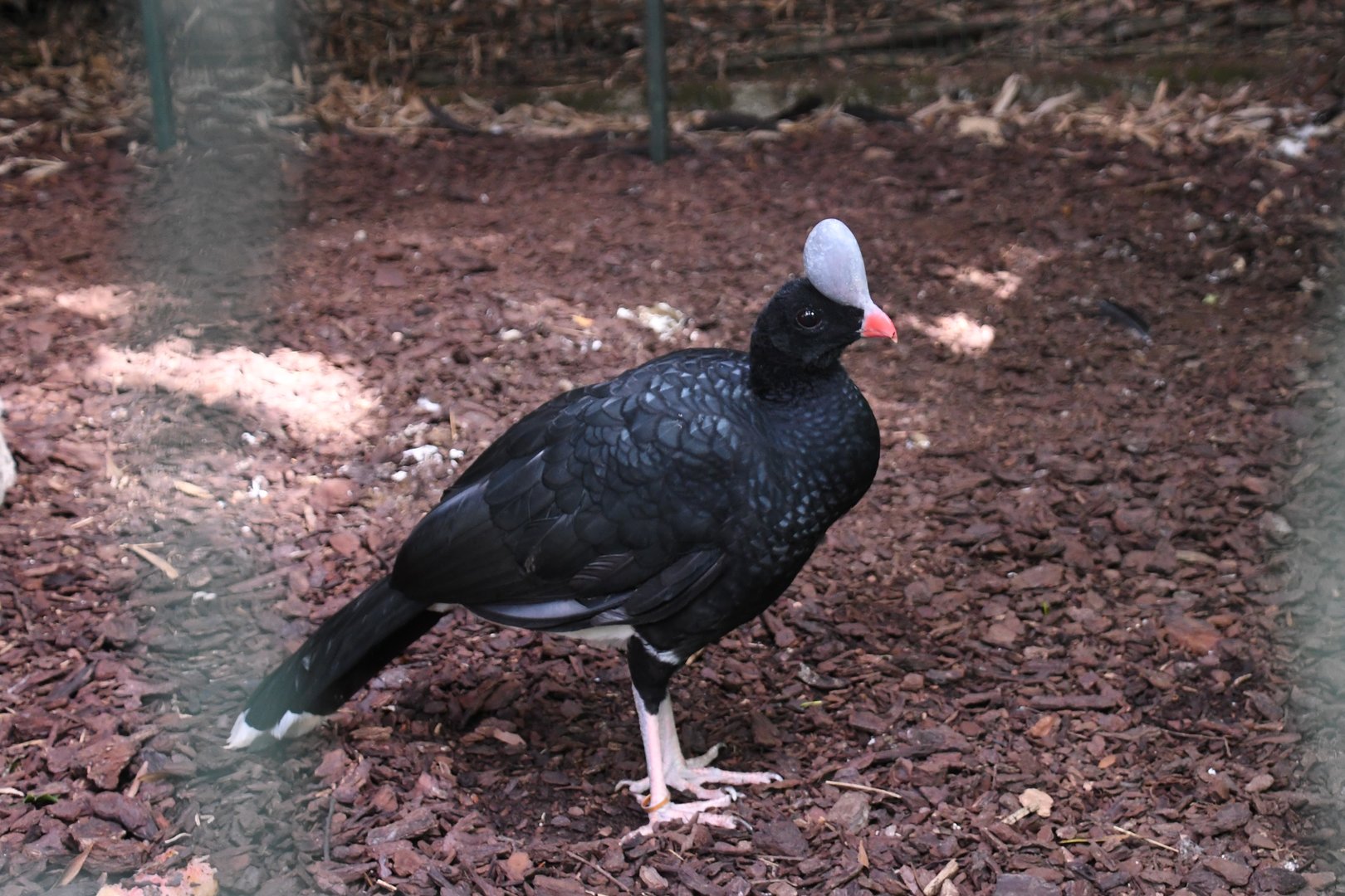 Northern Helmeted Curassow (Zoo Lourosa)