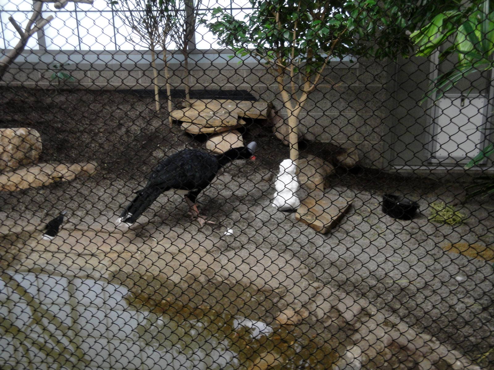 Northern Helmeted Curassow