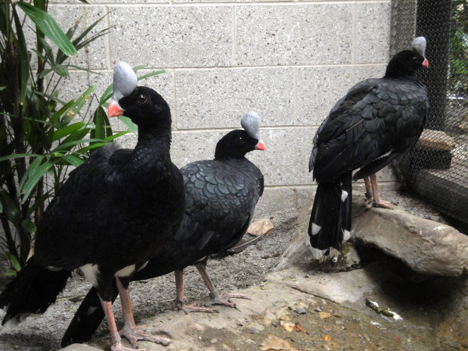 Northern Helmeted Curassow