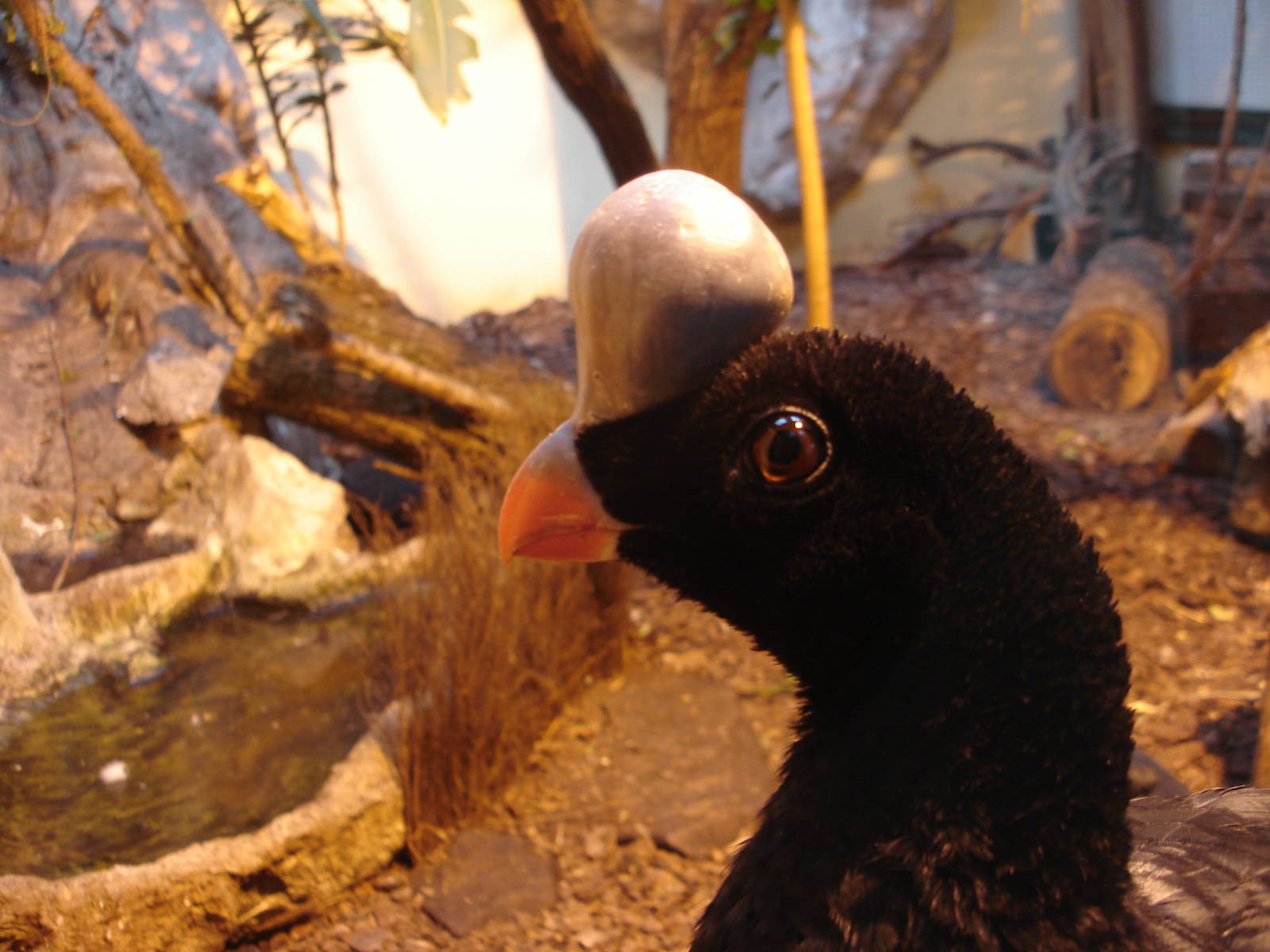 Northern Helmeted Curassow