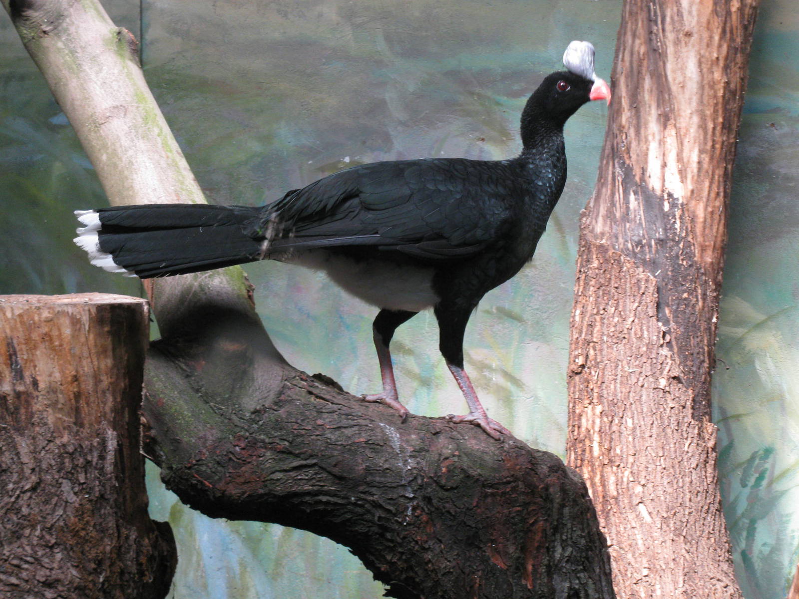 Northern helmeted curassow