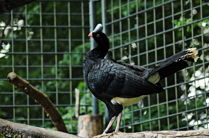 Northern Helmeted curassow