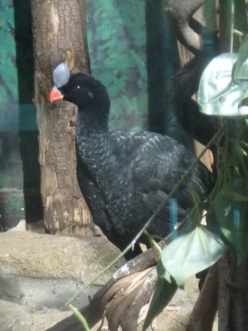 Northern helmeted curassow