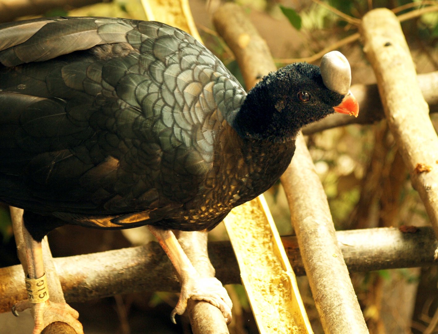 Northern helmeted curassow