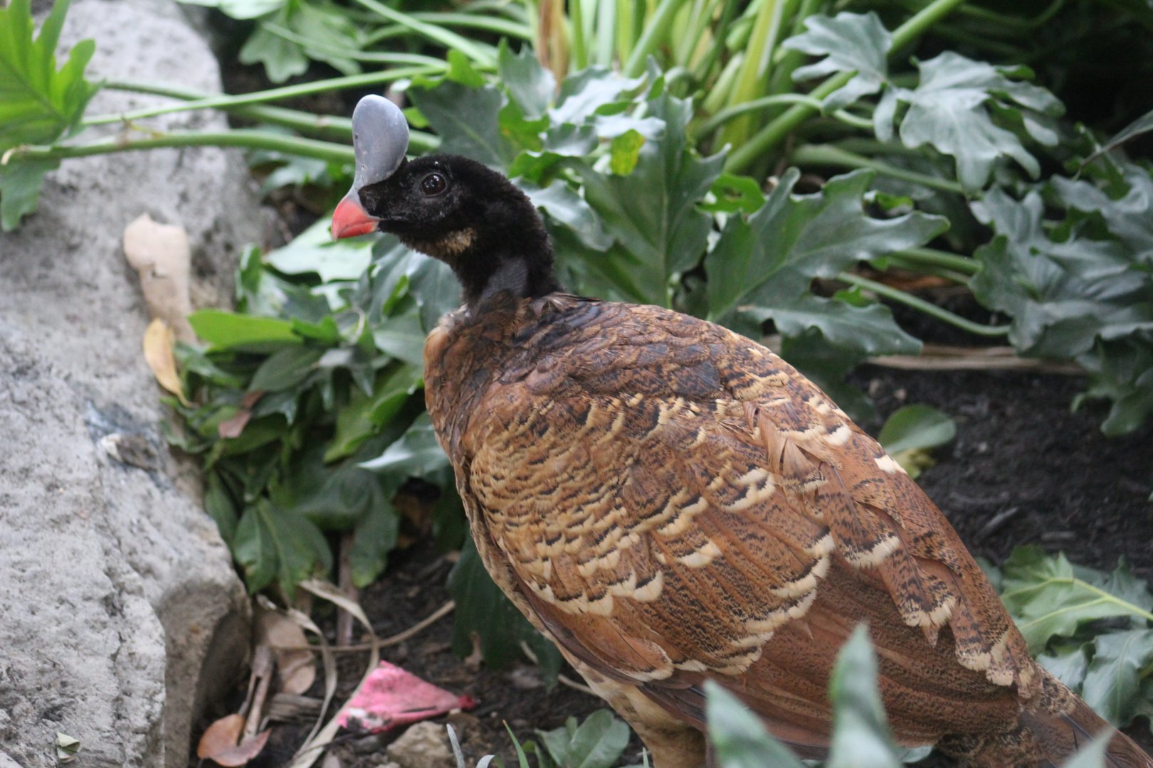 Northern Helmeted Curassow