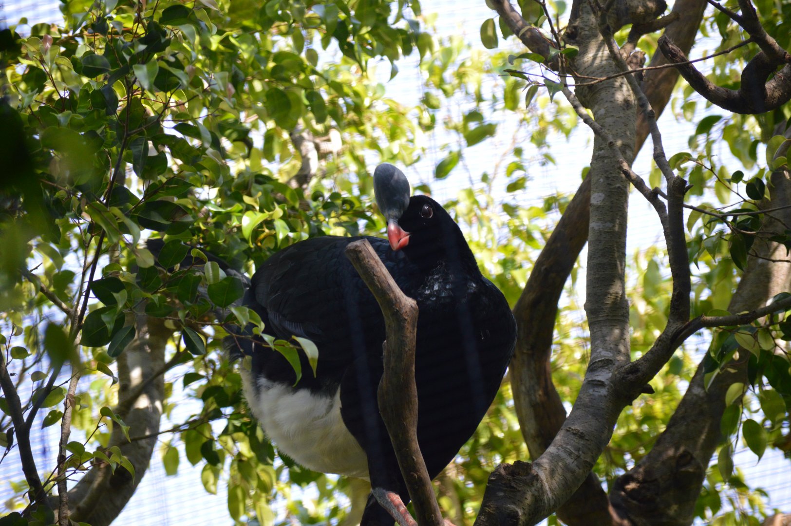 Northern Helmeted Curassow