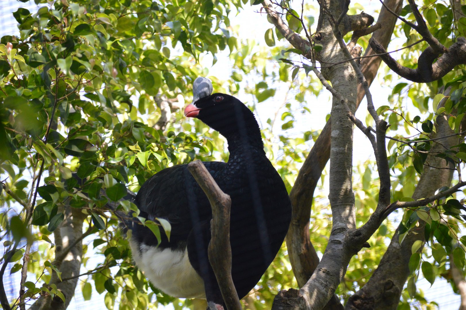 Northern Helmeted Curassow