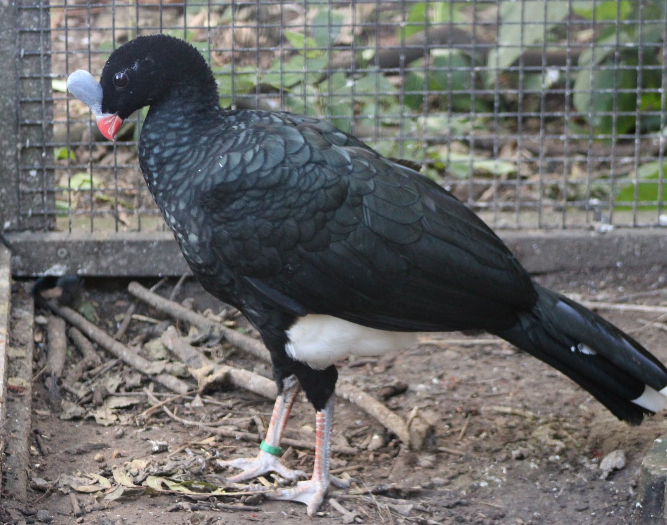 Northern helmeted curassow