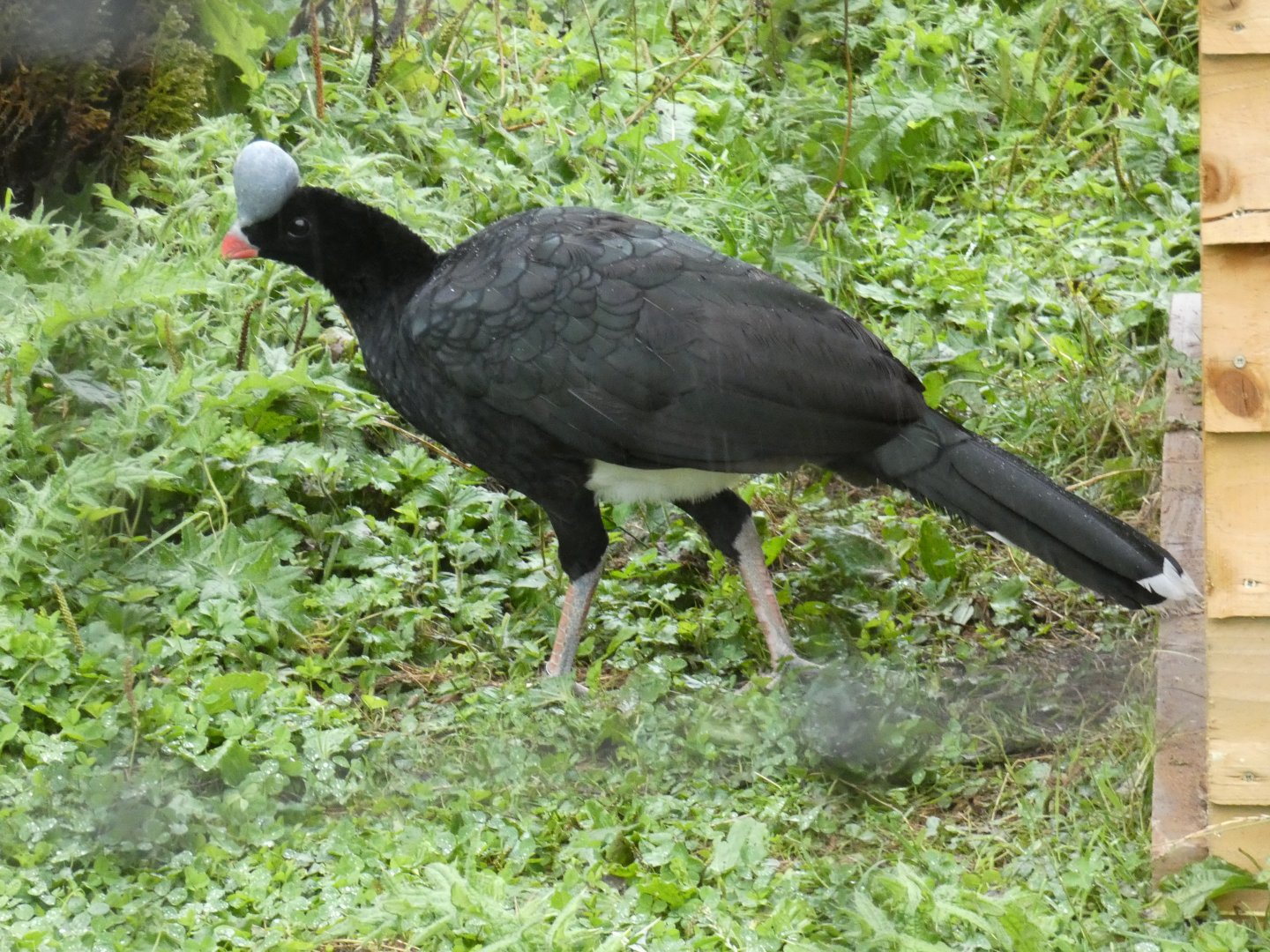 Northern Helmeted Curassow