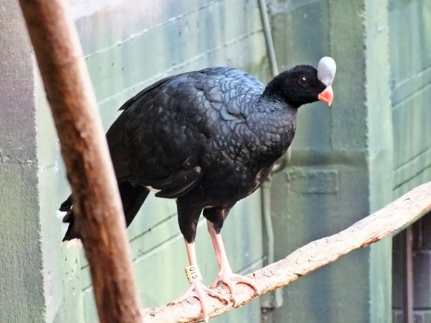 Northern helmeted curassow