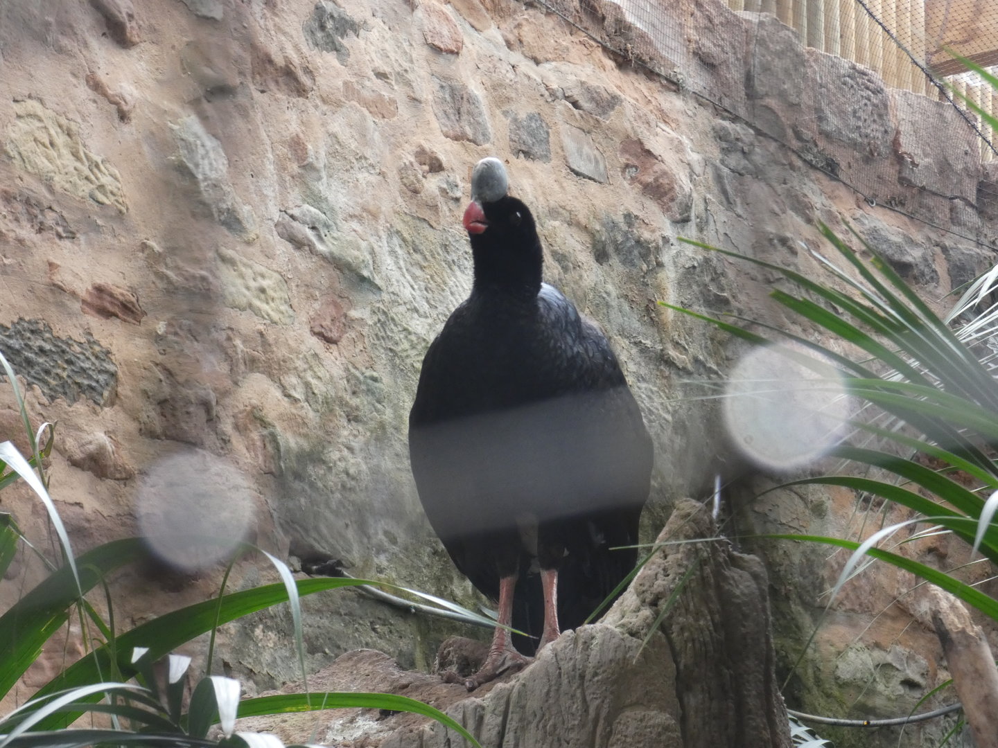 Northern helmeted curassow