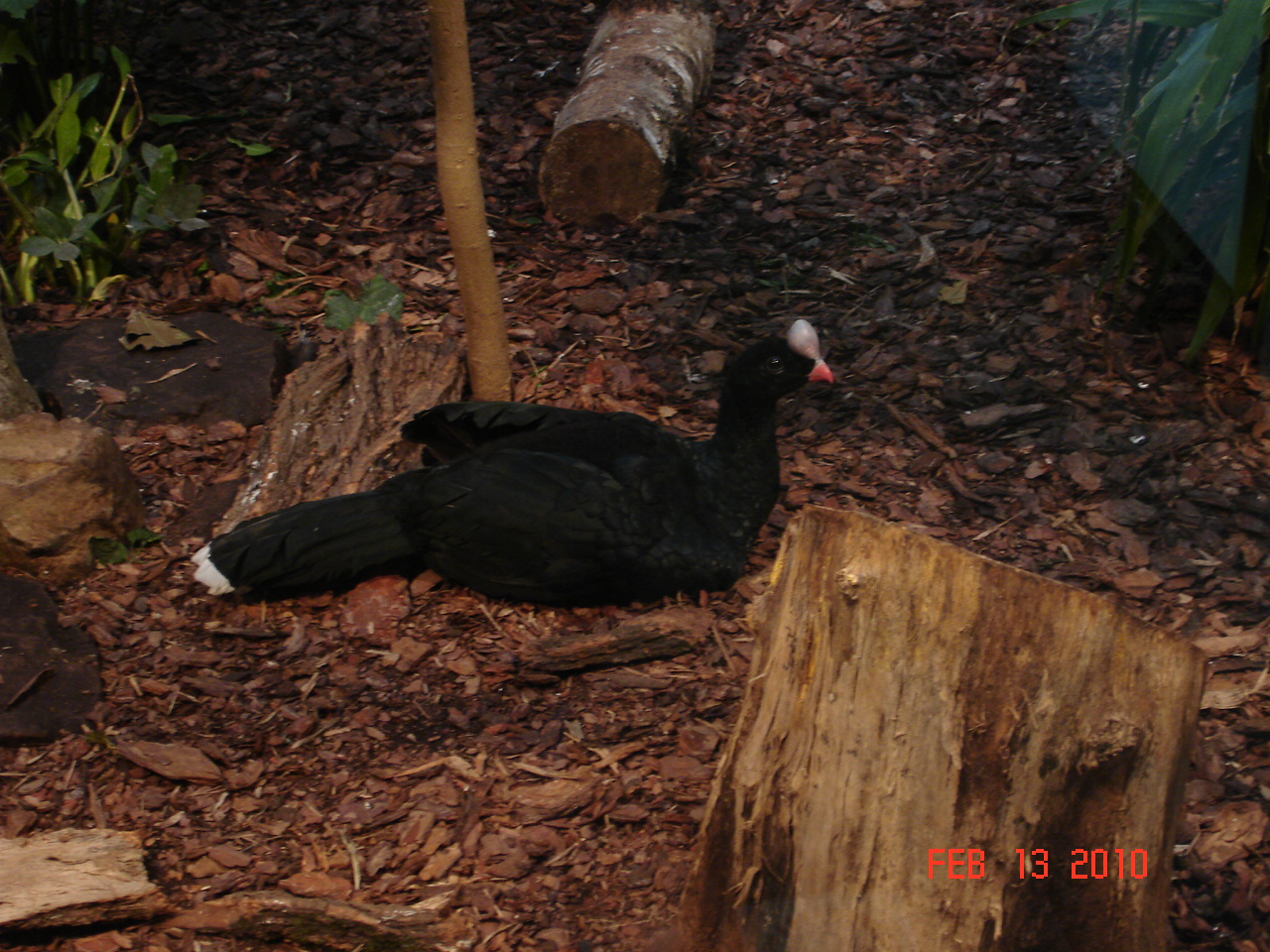 Northern Helmeted Curassow