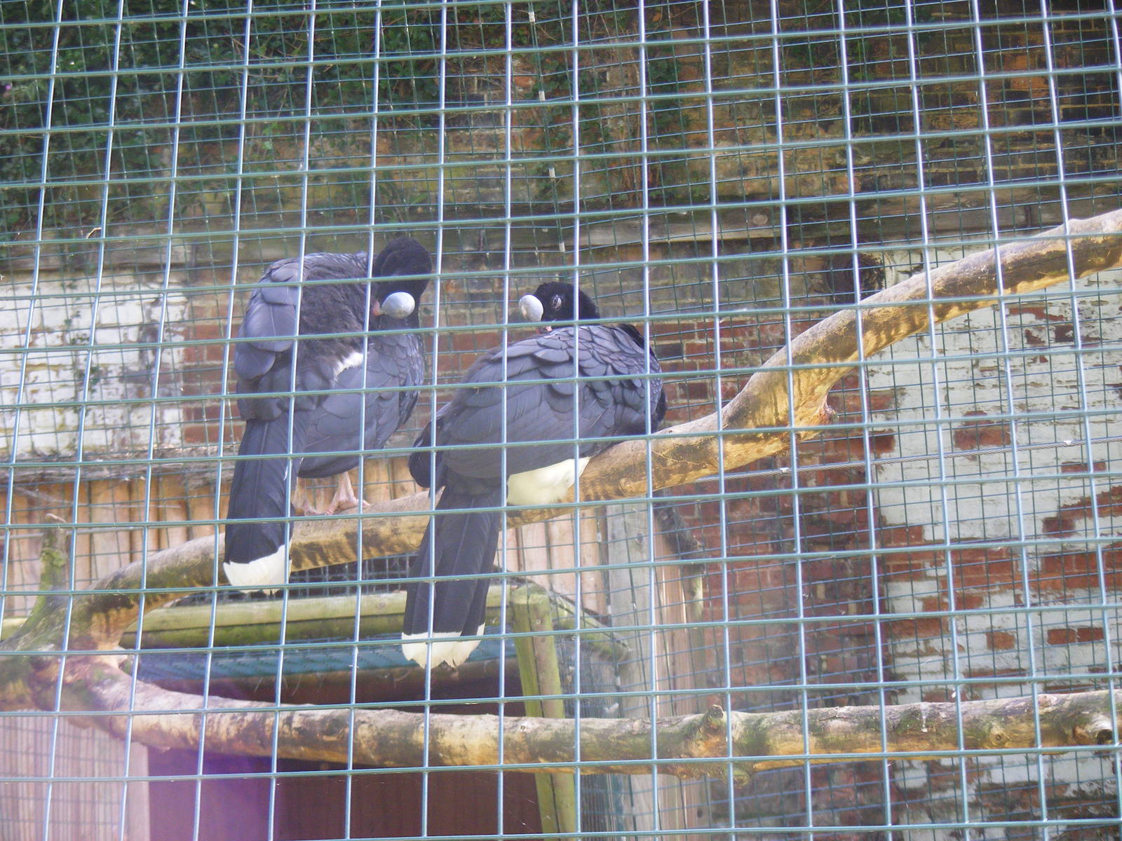 Northern helmeted curassows at Amazona Zoo, 15 September 2010