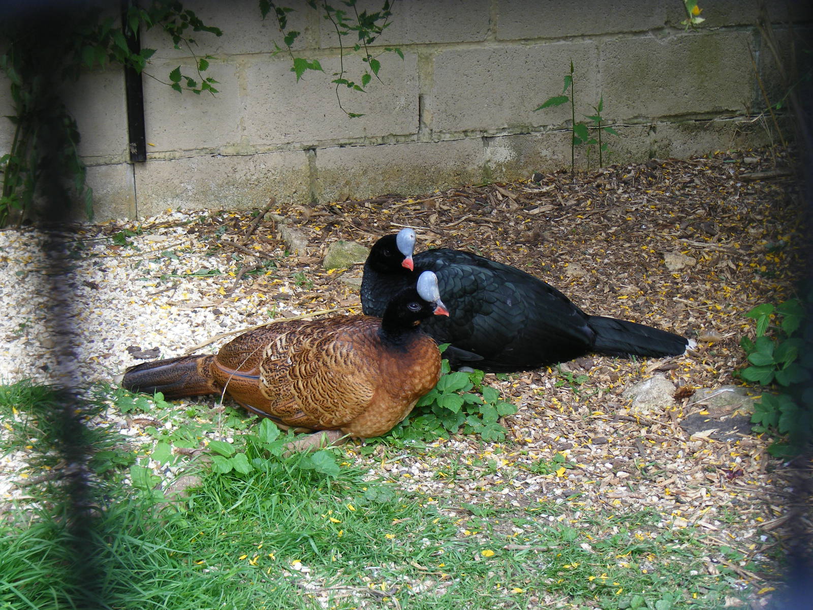 Northern helmeted curassows at Birdland, 22 April 2011