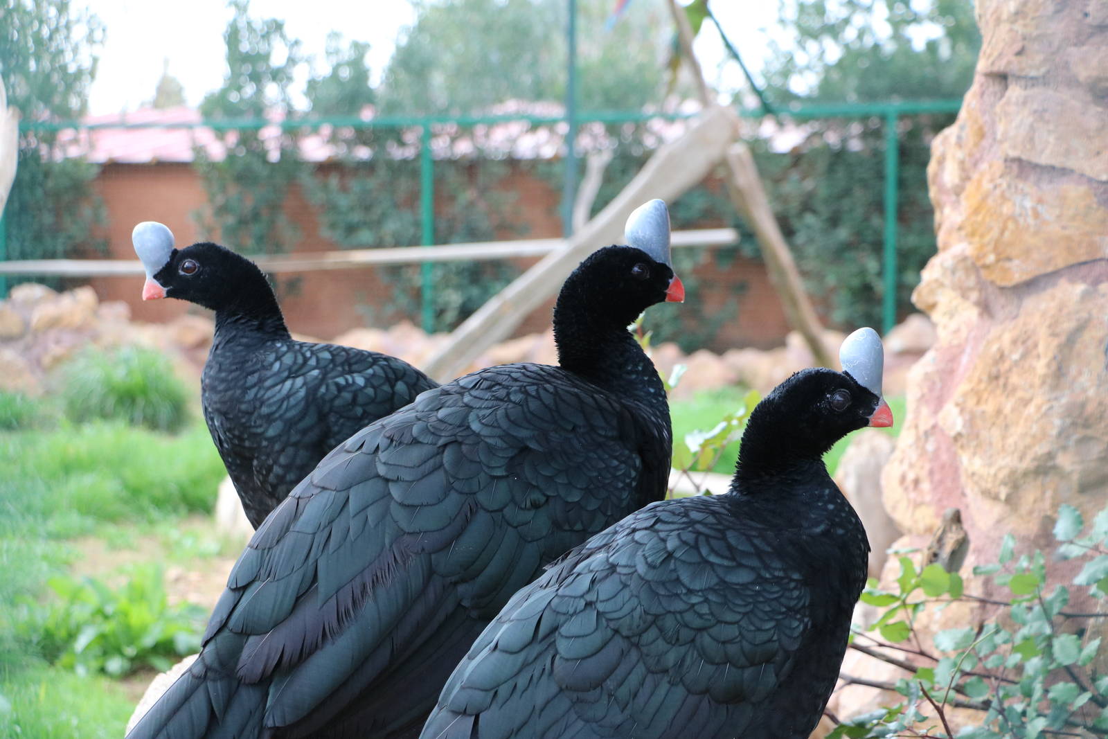 Northern helmeted curassows, February 2016