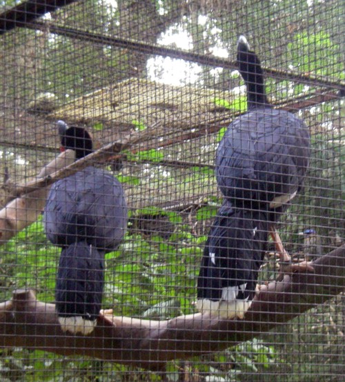 Northern Helmeted Curassows (Pauxi pauxi)