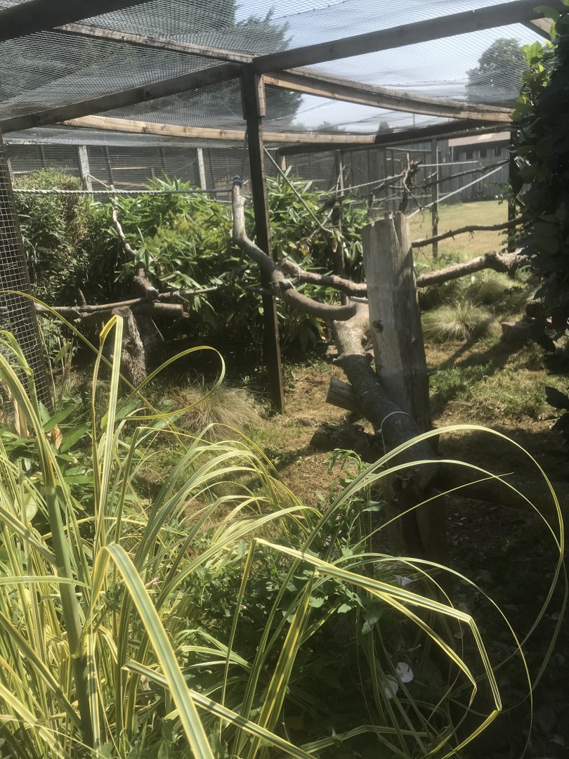 Northern Helmeted Currasow enclosure