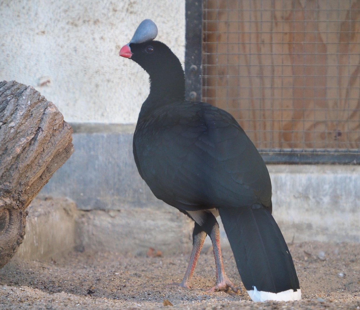 Northern helmeted currasow (Pauxi pauxi pauxi), 2019-12-30