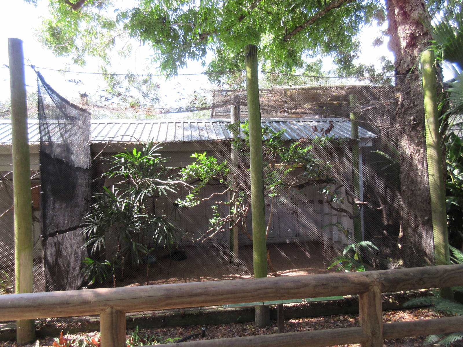 Northern Helmeted Currasow/Plush-Crested Jay Exhibit