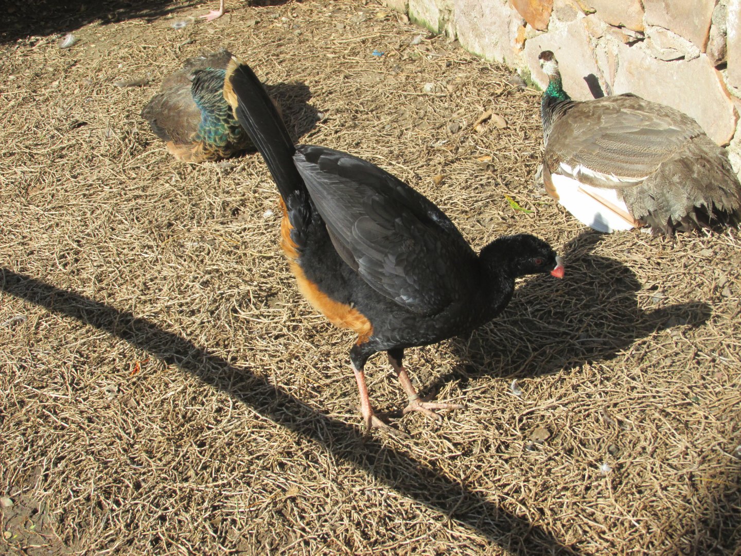 NORTHERN HELMETED CURRASOW WITH PEAFOWL