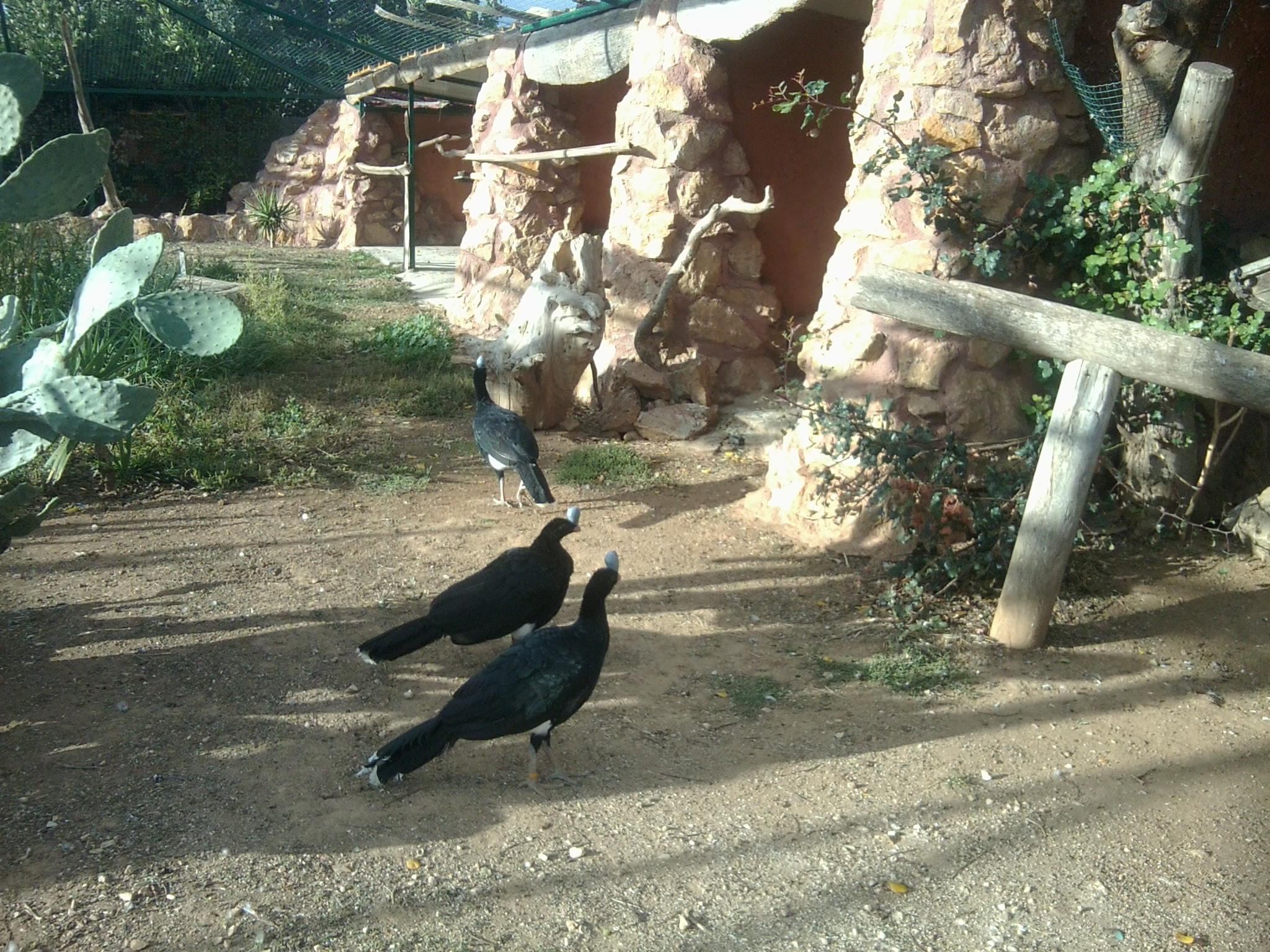 Northern helmeted currasow